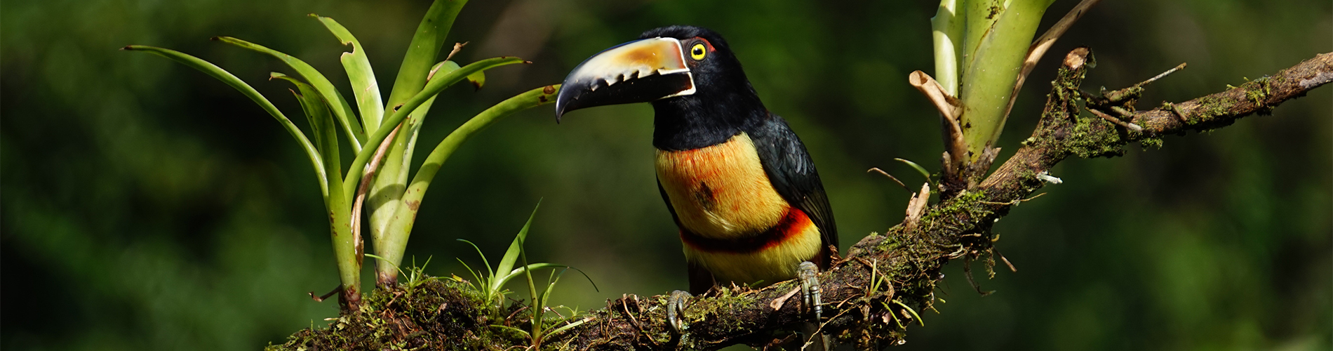 Aventura em Família na Costa Rica