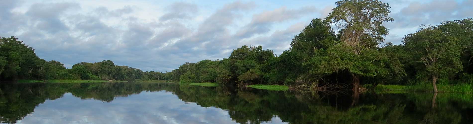 Os encantos da Floresta Amazônica